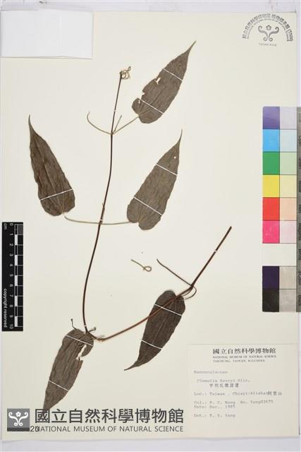 Accession Number:S015820 Collection Image, Figure 2, Total 2 Figures