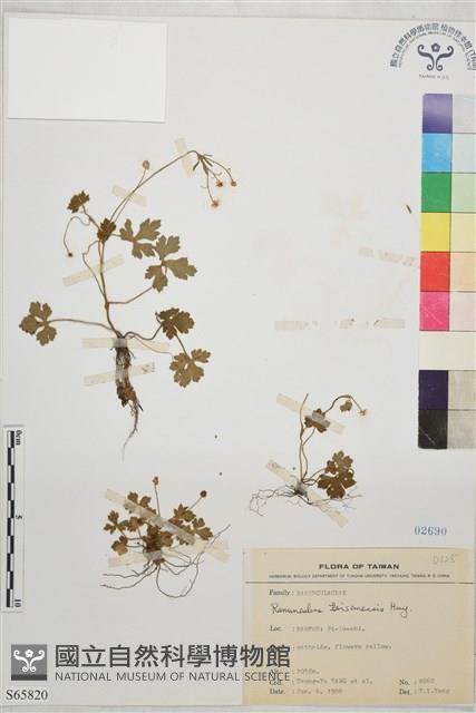 鹿場毛茛藏品圖，第1張