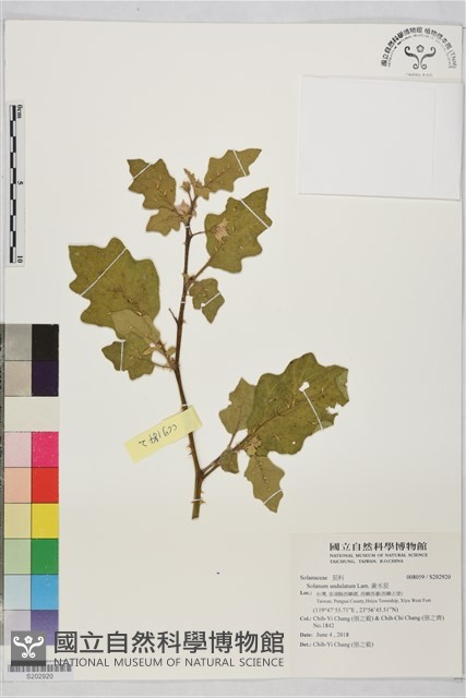 黃水茄藏品圖，第1張