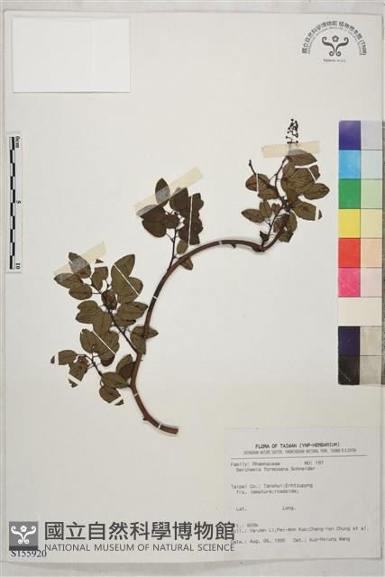 臺灣黃鱔藤藏品圖，第1張