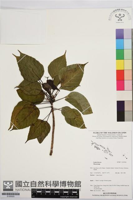 登錄號:S195920藏品圖，第1張