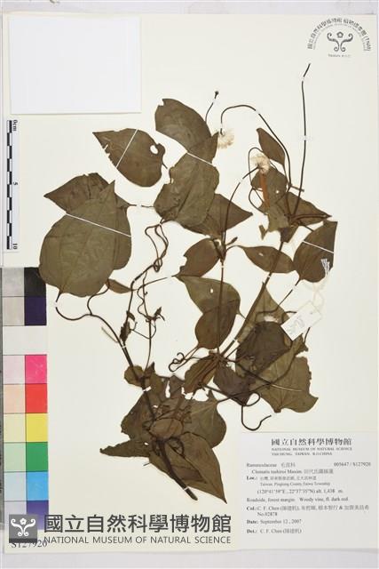 田代氏鐵線蓮藏品圖，第1張