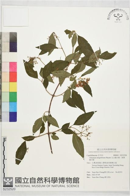 玉山糯米樹、狹葉糯米樹藏品圖，第1張