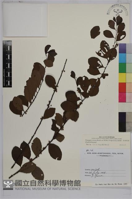 密花白飯樹藏品圖，第1張