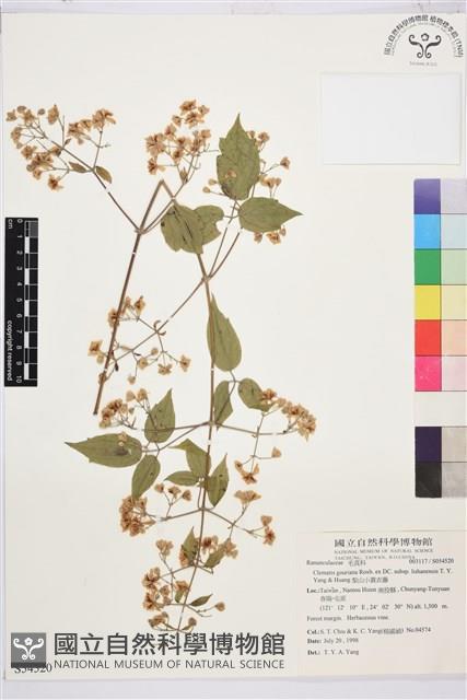 梨山小蓑衣藤藏品圖，第2張