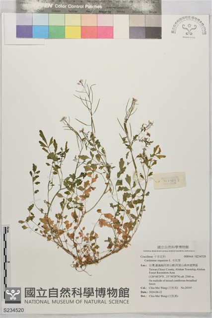 水花菜藏品圖，第1張