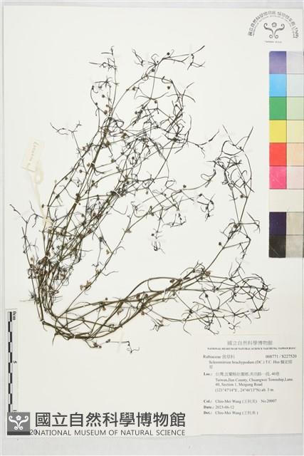 擬定經草藏品圖，第1張