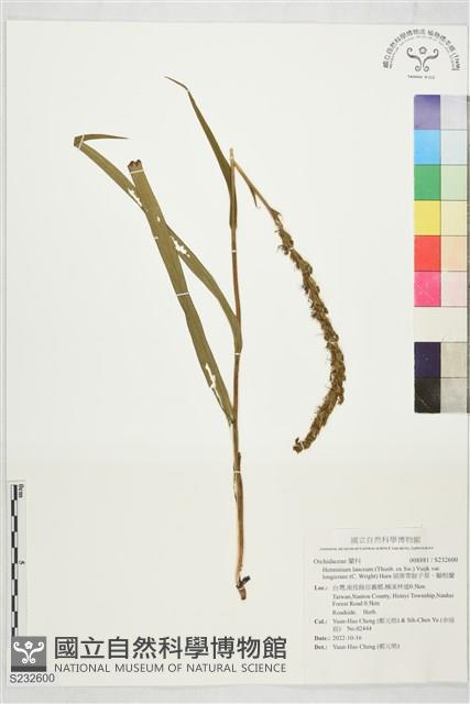 細葉零餘子草、腳根蘭藏品圖，第1張