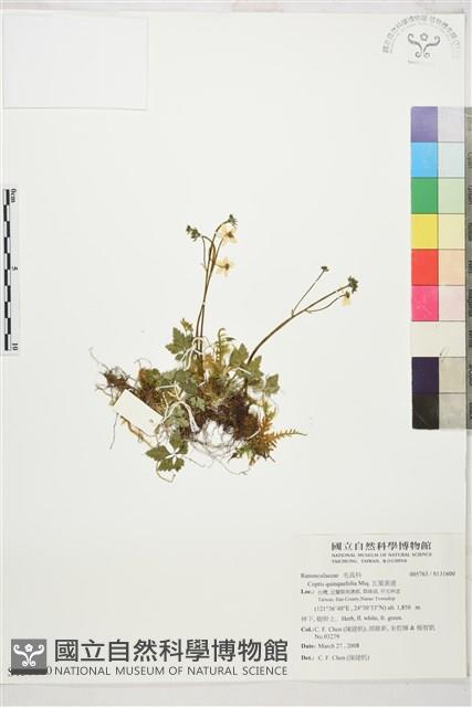 五葉黃連藏品圖，第1張