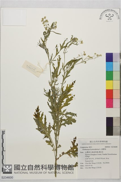 銀膠菊藏品圖，第1張