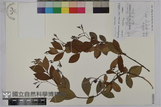 細梗絡石藏品圖，第1張