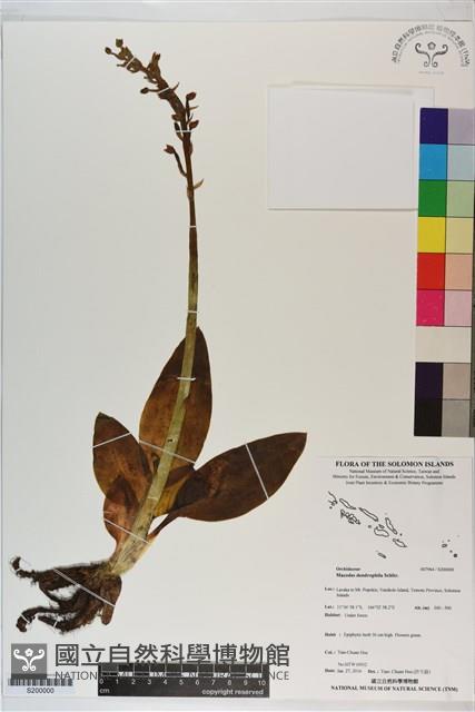 Accession Number:S200000 Collection Image