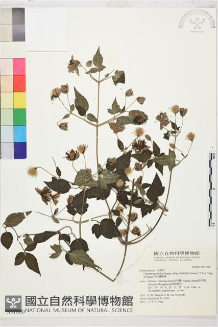 巴氏鐵線蓮藏品圖，第1張