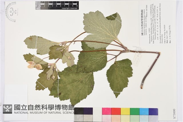 小白頭翁、野棉花藏品圖，第1張