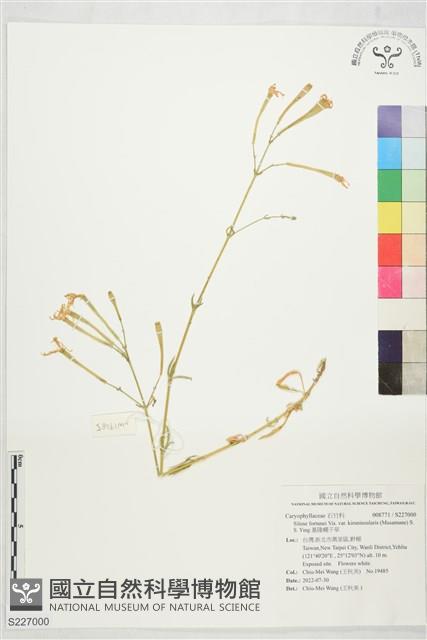 基隆蠅子草藏品圖，第1張