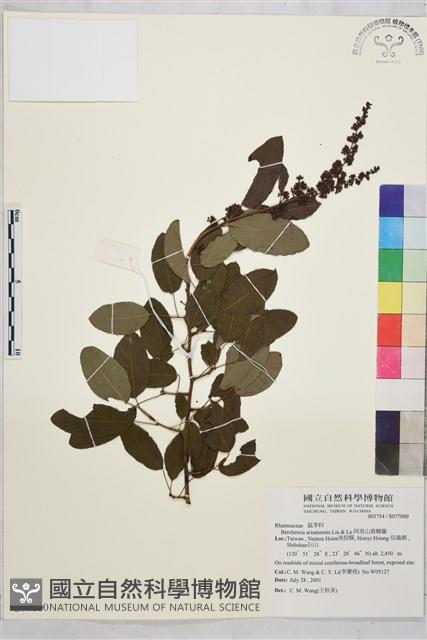 阿里山黃鱔藤藏品圖，第1張