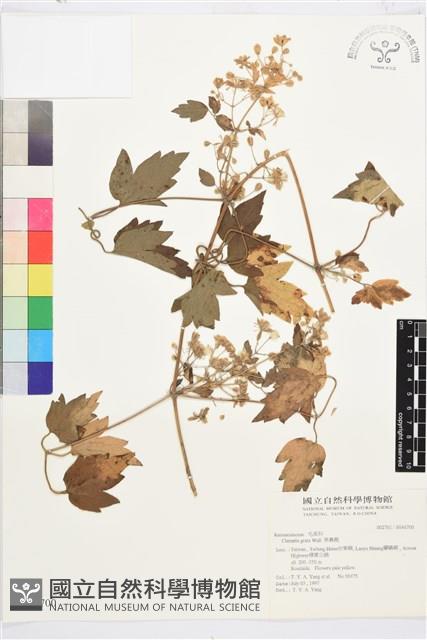 串鼻龍藏品圖，第1張