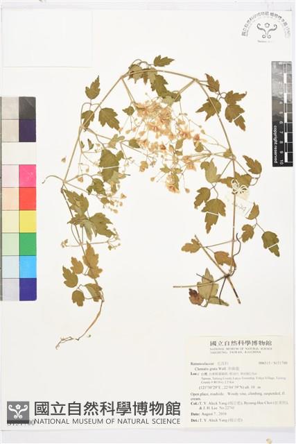 串鼻龍藏品圖，第1張