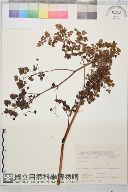 登錄號:S031700藏品圖，第1張