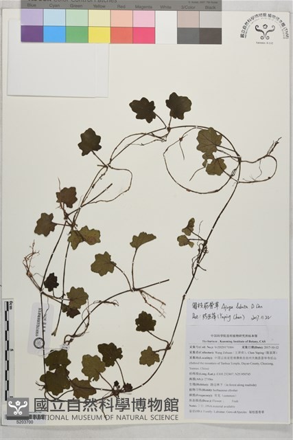 匍枝筋骨草藏品圖，第1張