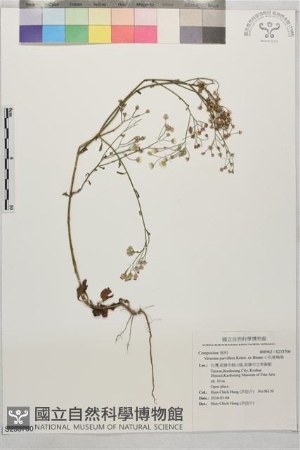 小花斑鳩菊藏品圖，第1張
