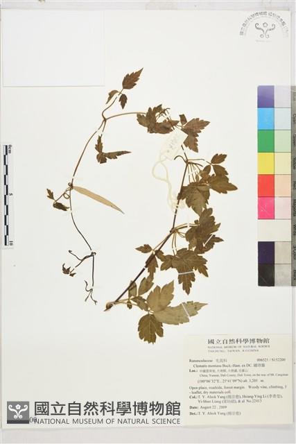 繡球藤藏品圖，第1張