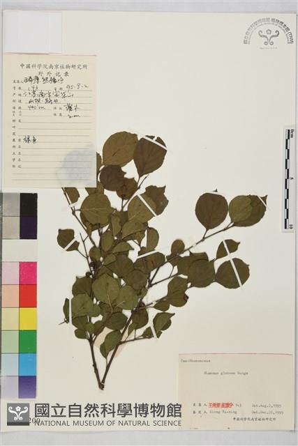 圓葉鼠李藏品圖，第1張