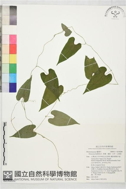 黃獨、獨黃、山芋、山慈菇藏品圖，第1張