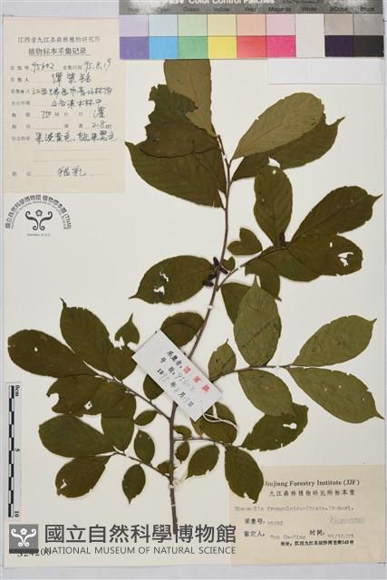 貓乳藏品圖，第1張