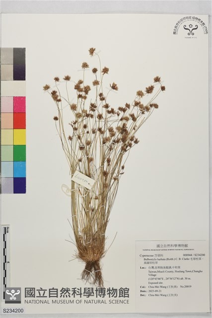 毛球柱草、高雄球柱草藏品圖，第1張
