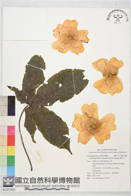 彎子木藏品圖，第1張