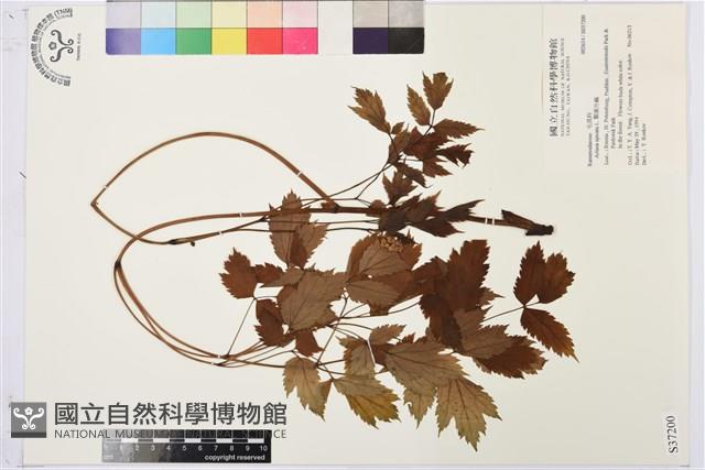 類葉升麻藏品圖，第1張