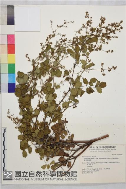 東亞唐松草藏品圖，第1張