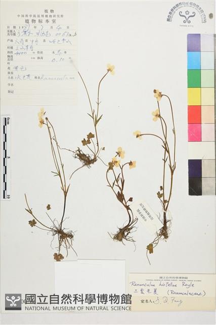 三裂毛茛藏品圖，第1張