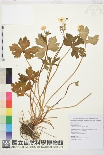 毛茛藏品圖，第1張