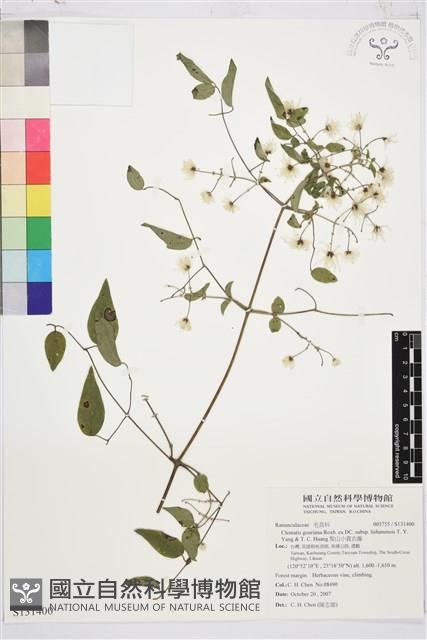 梨山小蓑衣藤藏品圖，第1張