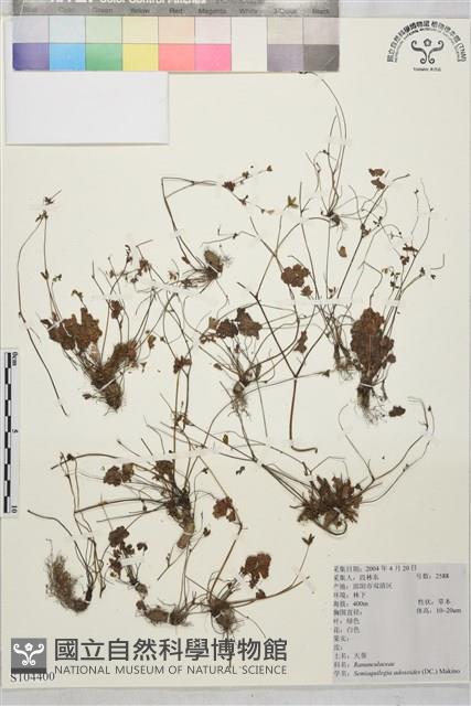 天葵藏品圖，第1張