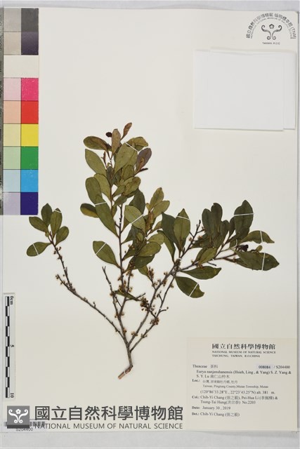 南仁山柃木藏品圖，第1張