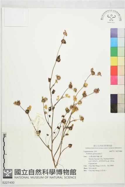 登錄號:S227400藏品圖，第1張