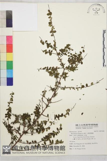 小葉黃鱔藤藏品圖，第1張