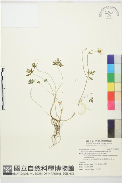 蓬萊毛茛藏品圖，第1張