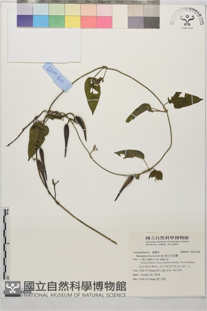 絨毛芙蓉蘭藏品圖，第1張
