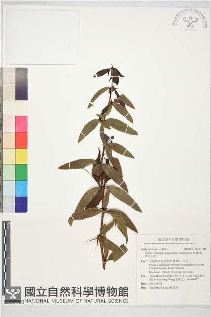 華東小檗藏品圖，第1張