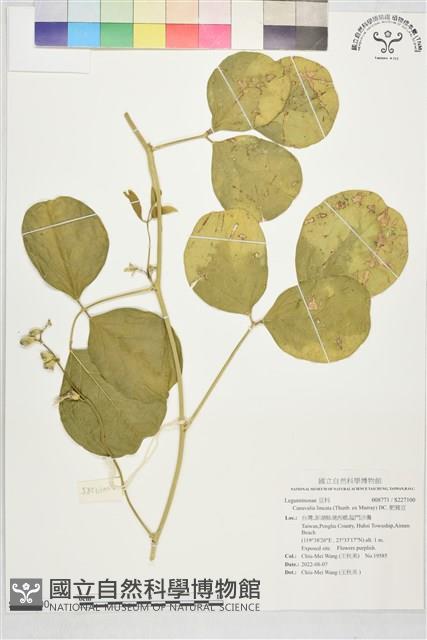 肥豬豆藏品圖，第1張