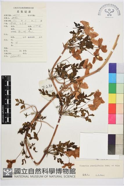 薄葉鐵線蓮藏品圖，第1張