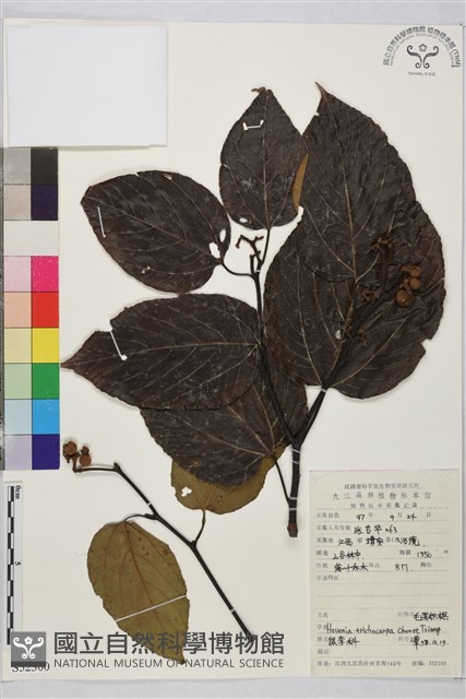 毛果枳椇藏品圖，第1張