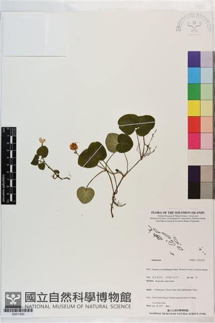 登錄號:S201300藏品圖，第1張