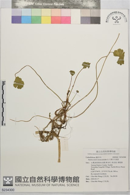 漂浮天胡荽藏品圖，第1張