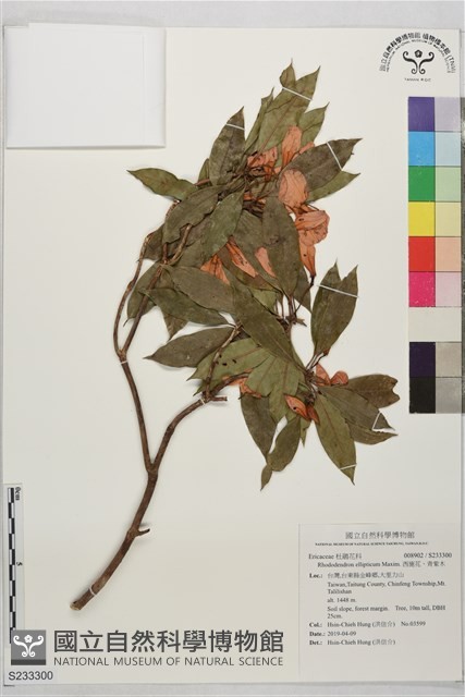 西施花、青紫木藏品圖，第1張