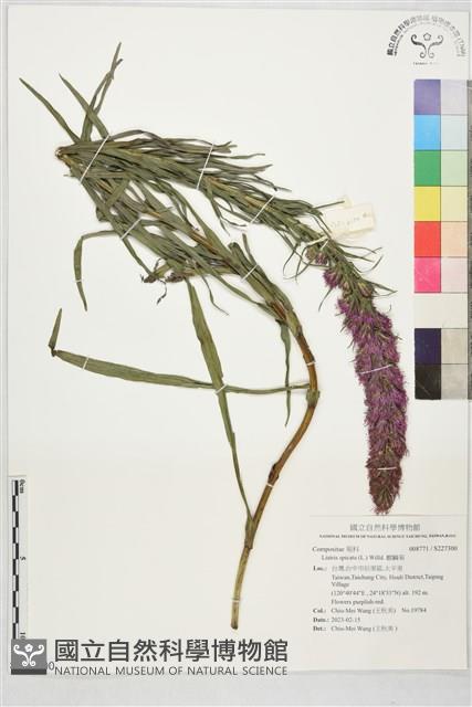 麒麟菊藏品圖，第1張